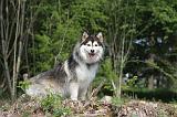 CHIEN FINNOIS DE LAPONIE 103